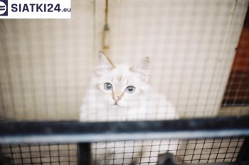 Siatki Bełchatów - Zabezpieczenie balkonu siatką - Kocia siatka - bezpieczny kot dla terenów Bełchatowa