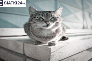 Siatki Bełchatów - Siatka na balkony dla kota i zabezpieczenie dzieci dla terenów Bełchatowa