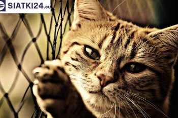 Siatki Bełchatów - Siatki na balkony - zabezpieczenie dzieci i zwierząt dla terenów Bełchatowa