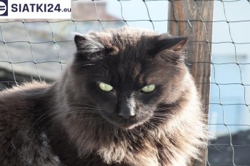 Siatki Bełchatów - Zabezpieczenie balkonu siatką - Kocia siatka - bezpieczny kot dla terenów Bełchatowa